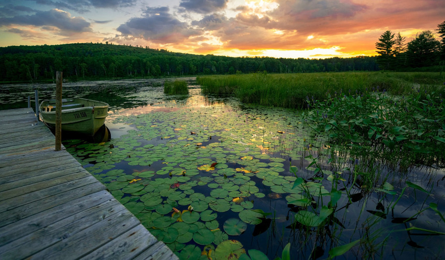 Wooden dock and small rowboat on a lily-pad lake at golden hour with forest along the shoreline