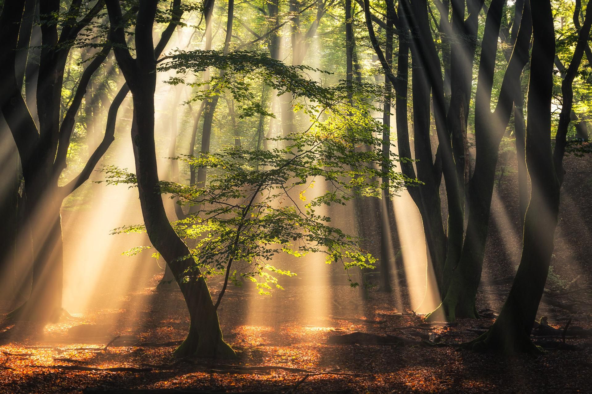 Golden sunbeams streaming through tall trees in a misty forest above a leaf-covered woodland floor